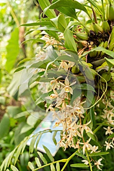 Bearded Coelogyne or Coelogyne Flaccida plant in Zurich in Switzerland