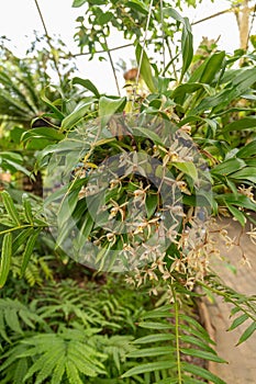 Bearded Coelogyne or Coelogyne Flaccida plant in Zurich in Switzerland