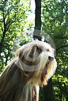 Bearded Collie