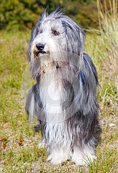 Bearded Collie.