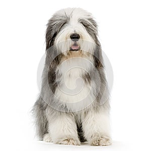 Bearded Collie