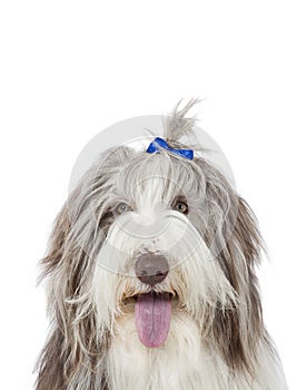 Bearded collie