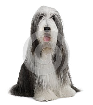 Bearded Collie, 4 years old, sitting and panting