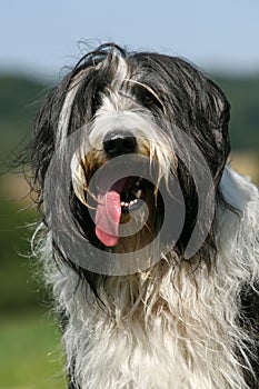 Bearded Collie