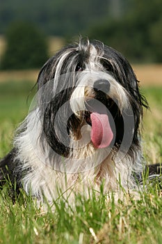 Bearded Collie