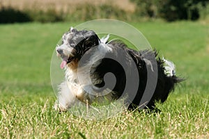 Bearded Collie