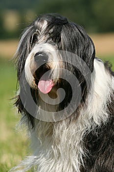 Bearded Collie