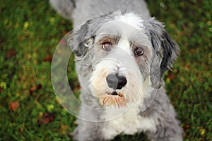 Bearded collie