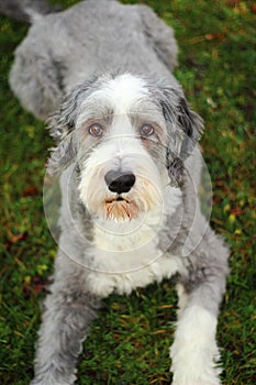 Bearded collie