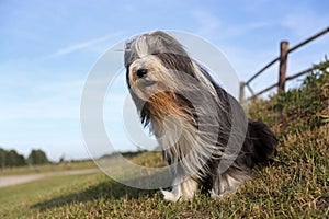 Bearded Collie