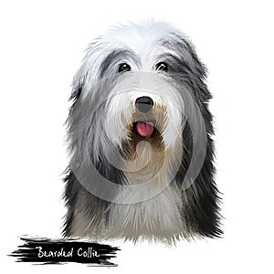 Bearded Collie or Beardie herding breed dog digital art illustration isolated on white background. Scottish origin