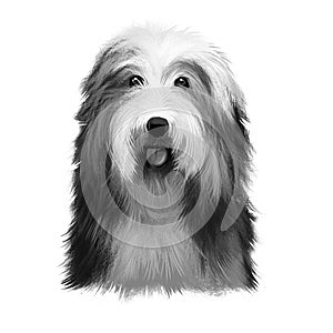 Bearded Collie or Beardie herding breed dog digital art illustration isolated on white background. Scottish origin working dog,