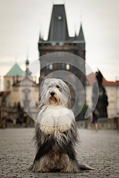 Bearded collie is begging on bridge.