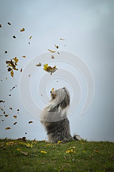 Bearded collie is begging in the forest.