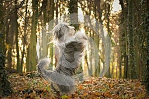 Bearded collie is begging in the forest.