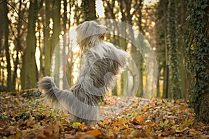 Bearded collie is begging in the forest.