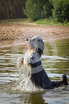 Bearded collie is begging in the water.