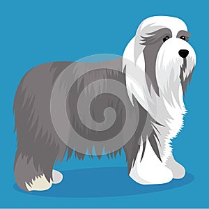 Bearded collie dog