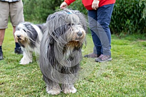 The Bearded Collie dog breed was developed in Scotland