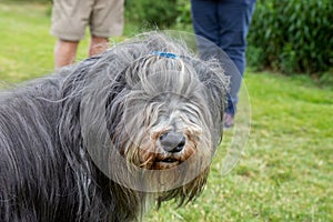 The Bearded Collie dog breed was developed in Scotland