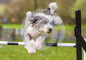 Bearded Collie Dog doing Agility