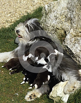 Bearded Collie Dog, Mother with Puppies suckling