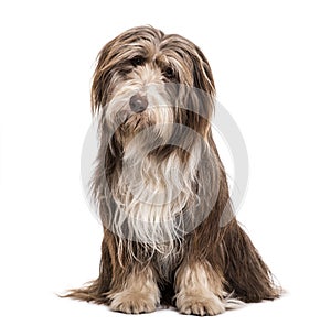 Bearded Collie dog sitting against white background