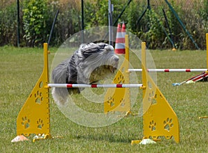 Bearded collie is jumping over the hurdles.