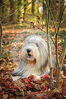 Bearded collie is lying in the forest.