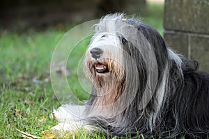Bearded Collie
