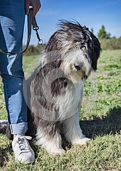 Bearded collie in obedience