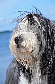 Bearded Collie by the ocean