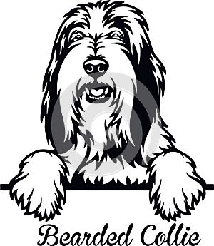 Bearded Collie Peeking Dog - head isolated on white