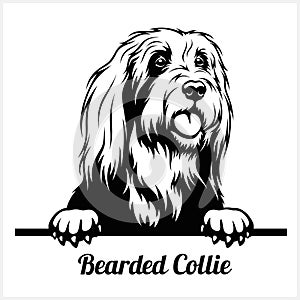 Bearded Collie - Peeking Dogs - breed face head isolated on white