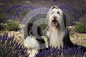 Bearded collie and poodle are sitting in levander.