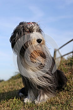 Bearded Collie portrait