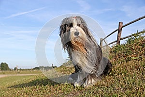 Bearded Collie portrait