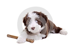 Bearded collie pup photo