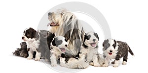 Bearded Collie puppies, 6 weeks old