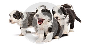 Bearded Collie puppies, 6 weeks old, sitting