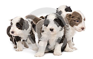 Bearded Collie puppies, 6 weeks old, sitting