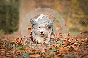 Bearded collie is running in the leaves