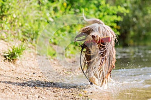 Bearded collie runs with a toy in the snout