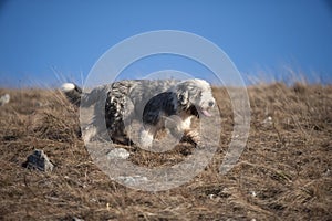 Bearded collie with short coat in motion, side view