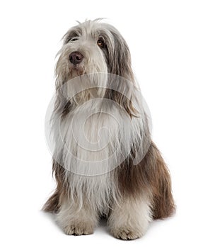 Bearded Collie, sitting and looking up