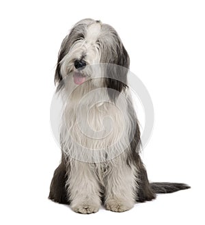 Bearded Collie, sitting and panting