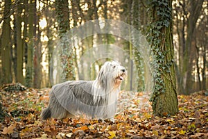 Bearded collie is standing in the forest.