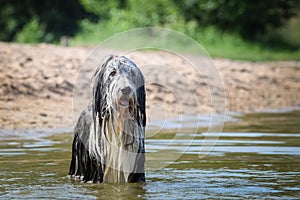 Bearded collie is standing in the water.