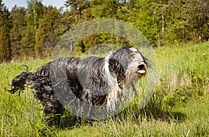 Bearded Collie Sticking Its Tounge Out