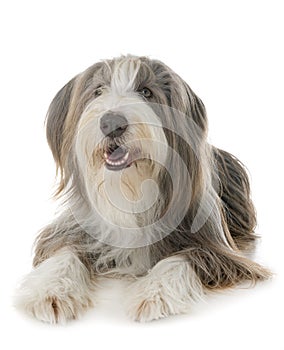 Bearded collie in studio